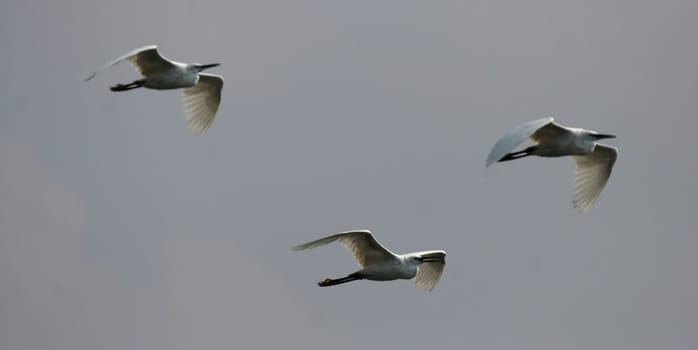 Little Egret (Egretta garzetta)