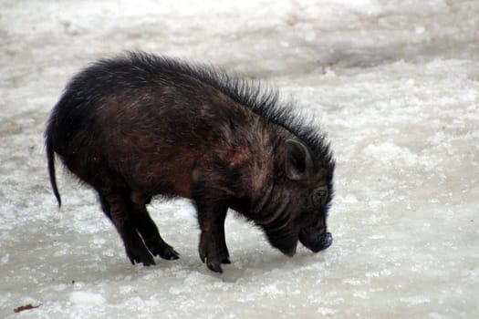 black mini pig