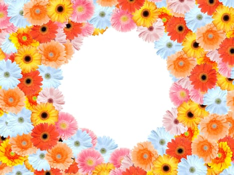 Gerbera