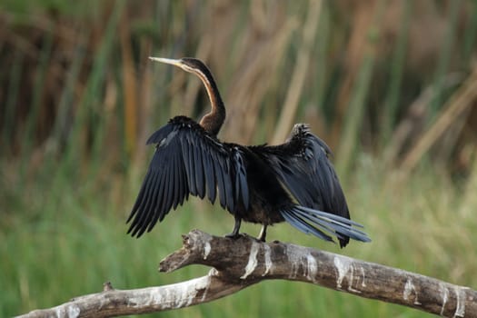African Snake-necked Bird