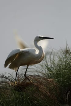 Little Egret (Egretta garzetta)