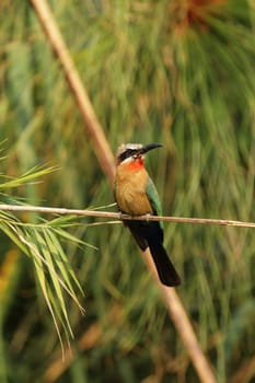 White-fronted bee-eater (Merops bullockoides)