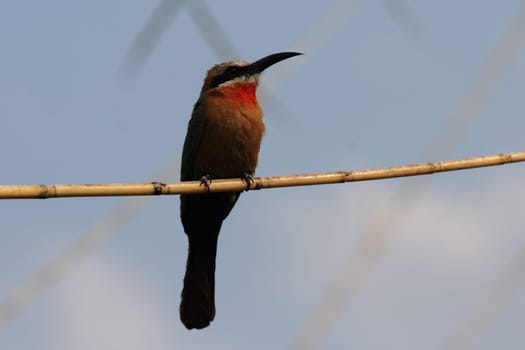 White-fronted bee-eater (Merops bullockoides)