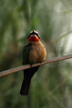 White-fronted bee-eaters