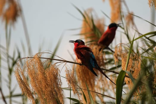 Scarlet spider (Merops nubicoides)