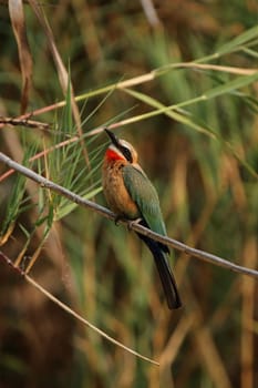 White-fronted bee-eater (Merops bullockoides)