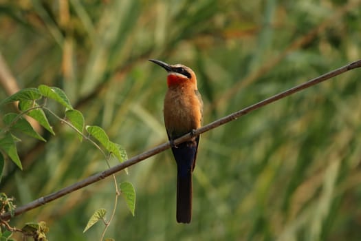 White-fronted bee-eater (Merops bullockoides)
