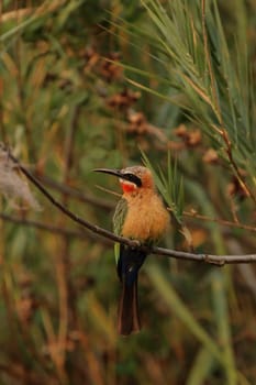 White-fronted bee-eater (Merops bullockoides)