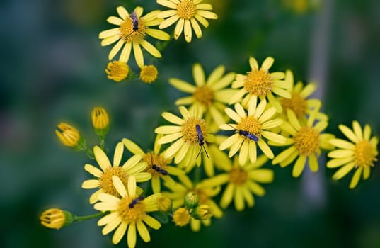 Jacob's ragwort
