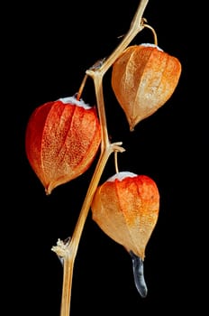 winter garden - physalis alkekengi
