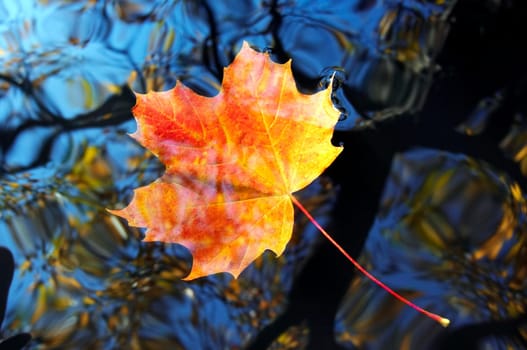 autumn leaf on the water level