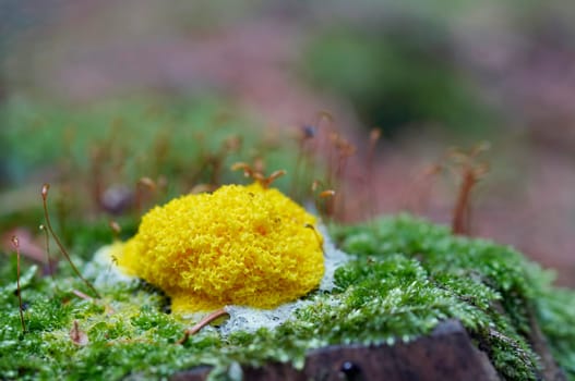 slime mould
