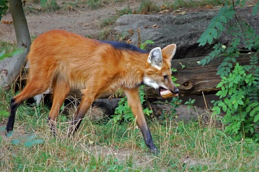 Maned wolf