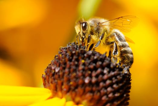 Bee