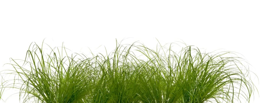 Grass