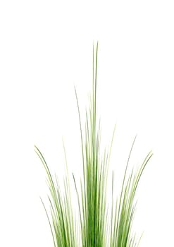 Grass