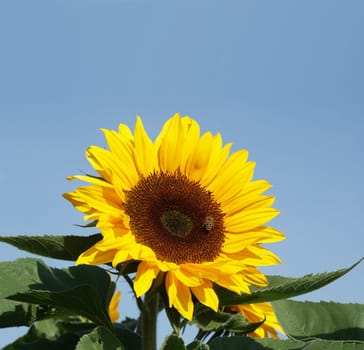Bee on shining sunflower