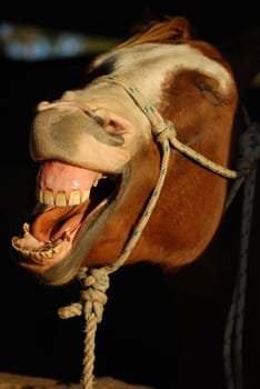 Horses are a photographic challenger because they rarely smile and from the wrong perspective even a thoroughbred Arabian looks like a mountain goat.