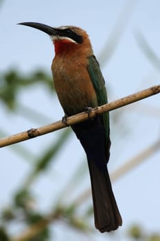 White-fronted bee-eater (Merops bullockoides) in the Okavango Delta,Botswana