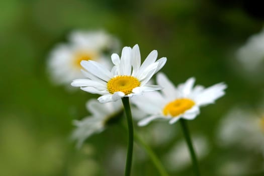 Daisies on meadow