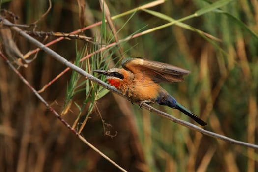 White-fronted bee-eater (Merops bullockoides)