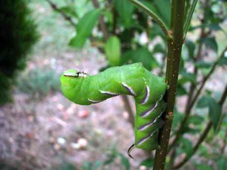 Caterpillar Privet Hawkmoth