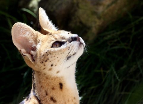 Young Serval