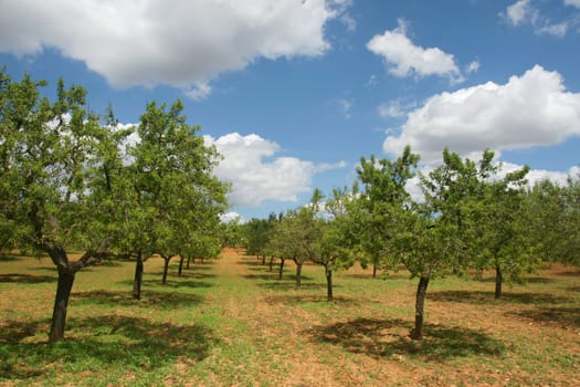 Almond Plantation