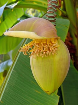 The hollow pseudo-stem of the banana plant consists exclusively of leaf sheaths. The spirally arranged leaves give the plant a palm-like appearance overall. On the underside of a reddish bract,the flowers are in