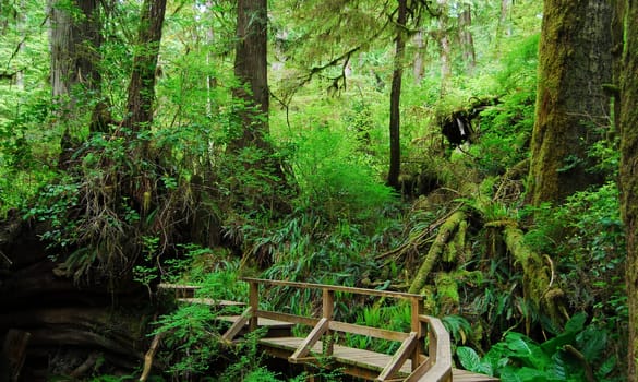 In the rainforest