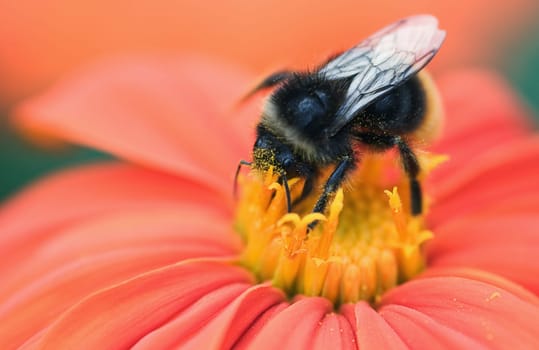Bumblebee Bumblebee