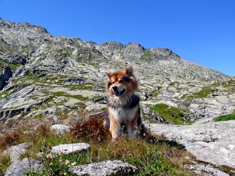 Dog's life alpine