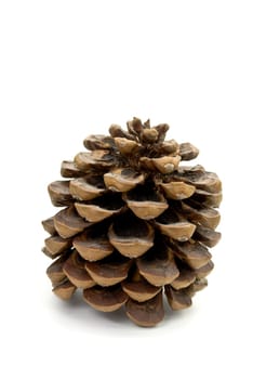 Pinecone isolated on white
