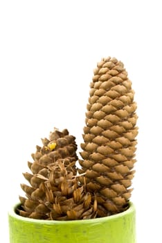 Pinecone isolated on white