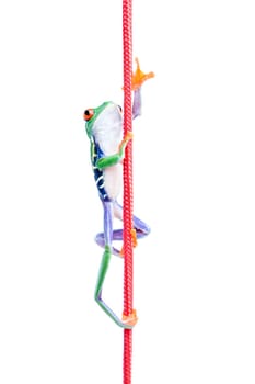 frog climbing up rope isolated