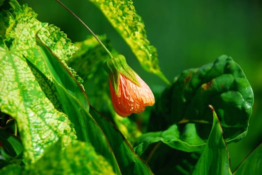 beautiful mallow