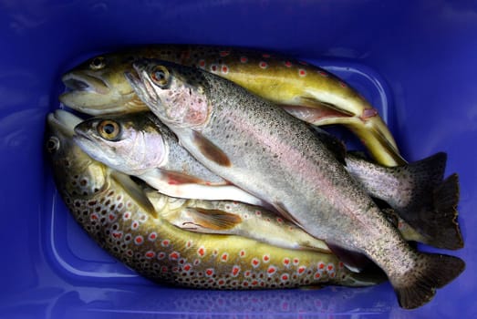Fishing