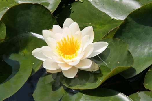 Water lily