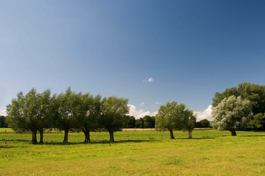 pollard willows
