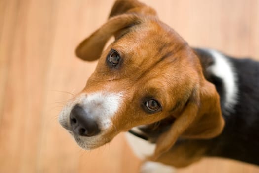 Cute Beagle Dog