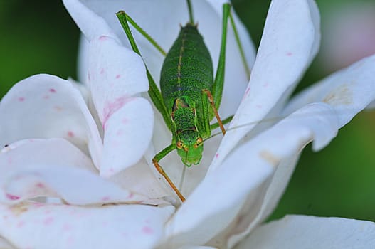 grasshopper