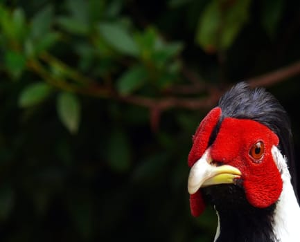 In the wild,the silver pheasant exists in the mountains of Southeast Asia (Himalayas to Southeast China). Since high mountain ranges prevent the exchange of genes between the animals,the total population is divided into more than 20 subpopulations,some of which are located in the middle of the world. in the