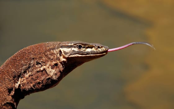 Monitor lizard