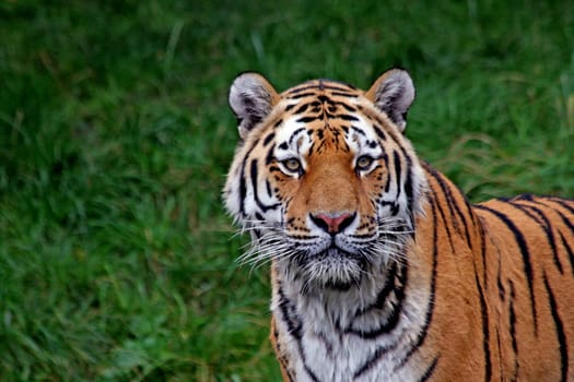 TigerPortrait