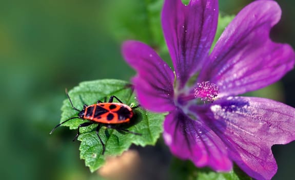Firebug on wild mallow