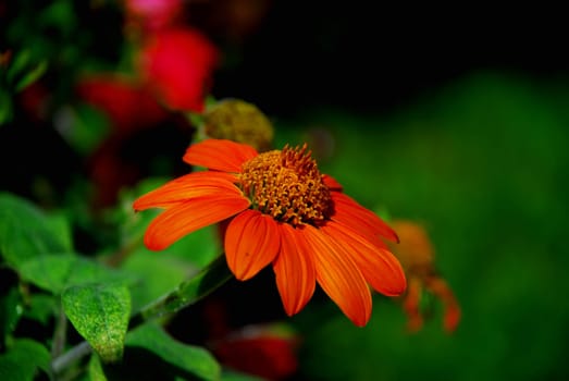 Mexican Sunflower