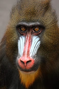 Mandrill