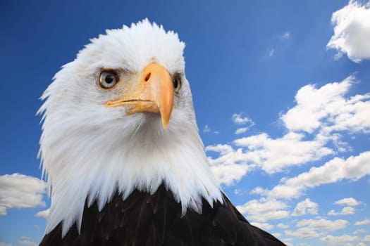 Bald eagle (Haliaeetus leucocephalus)