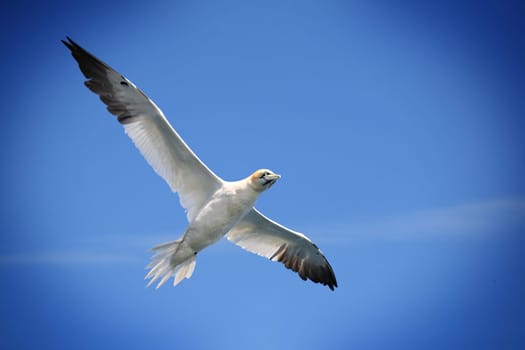 Flying Northern gannet