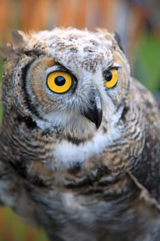 Owl